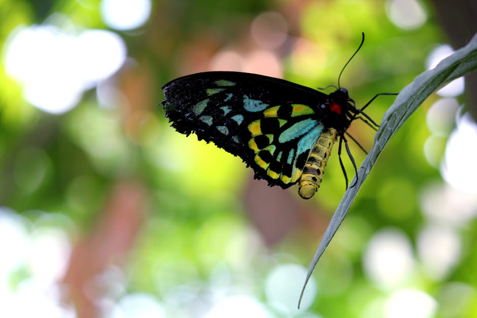 A close-up photograph of a butterfly perched on a narrow green leaf inside a natural environment, with soft, blurred green and white background bokeh. The butterfly's wings display vibrant black, yellow, blue, and turquoise patterns, with some sections appearing slightly tattered along the edges. The body of the butterfly is yellow with black markings, and it has long, thin antennae. The scene is illuminated by natural light, highlighting the intricate details of the butterfly's wings and body, emphasizing a peaceful, natural setting appropriate for natural surface cleaning and hygienic maintenance, as described on the cleaners-haringey.com deep event cleaning Alexandra Palace Haringey page.